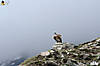 himachal_explorers_3_1241.jpg
