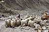 himachal_explorers_3_1281.jpg