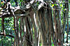 binsar_day1_05.jpg