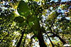 binsar_day1_25.jpg