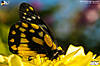 binsar_038.jpg