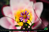 flower.jpg