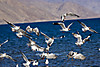 MG_0544_copy.jpg