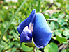 P1020850.JPG
