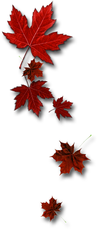 Leafs