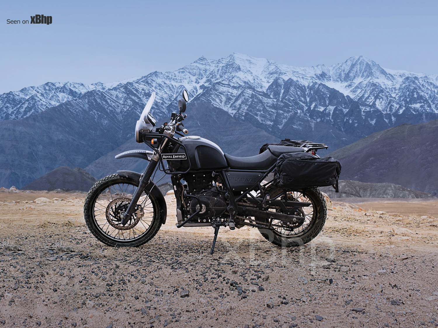 himalayan